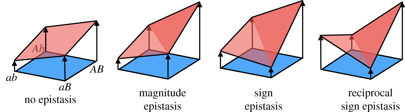 epistasis